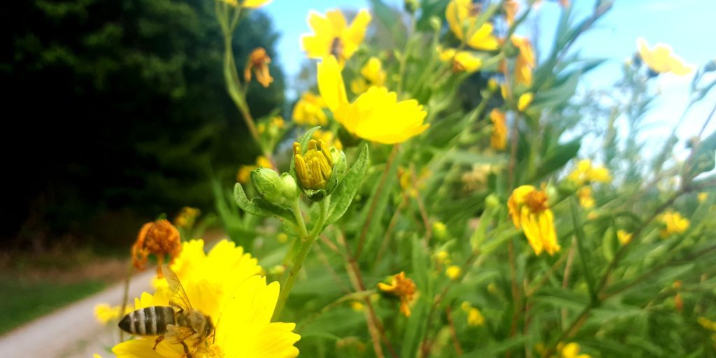 Titelbild für Blogartikel zum Thema "Dankbarkeit üben beim Wandern"