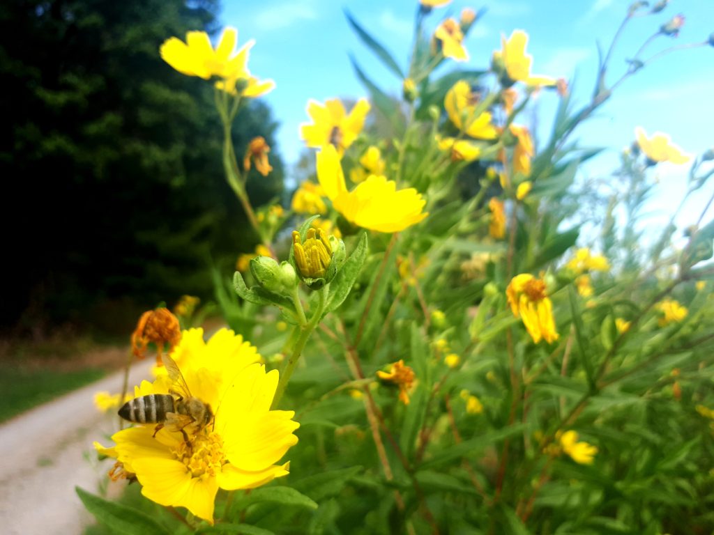 Titelbild für Blogartikel zum Thema "Dankbarkeit üben beim Wandern"