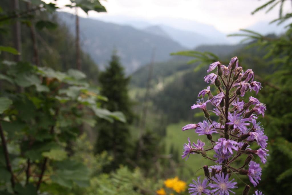 Achtsamkeit und Wandern mit Mediationen im Schwarzwald