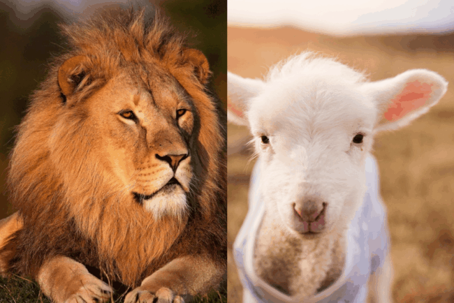 Schaf oder Löwe: Wer bist du wirklich? Unwahre Gedanken über sich selbst