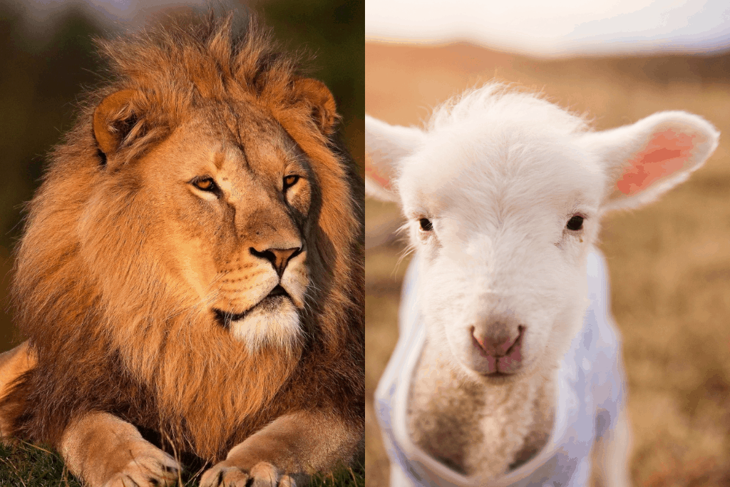 Schaf oder Löwe: Wer bist du wirklich? Unwahre Gedanken über sich selbst