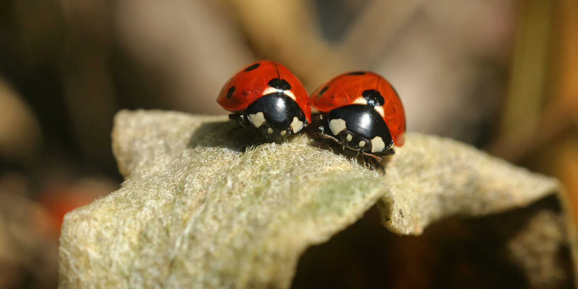 Titelbild für Blogartikel zum Thema "Das große Glück in kleinen Dingen"