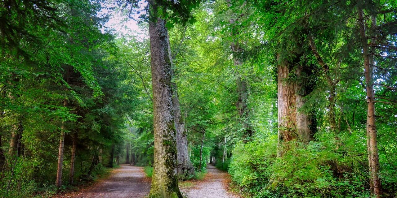 Titelbild für Blogartikel zum Thema bessere Entscheidungen mit Meditation treffen