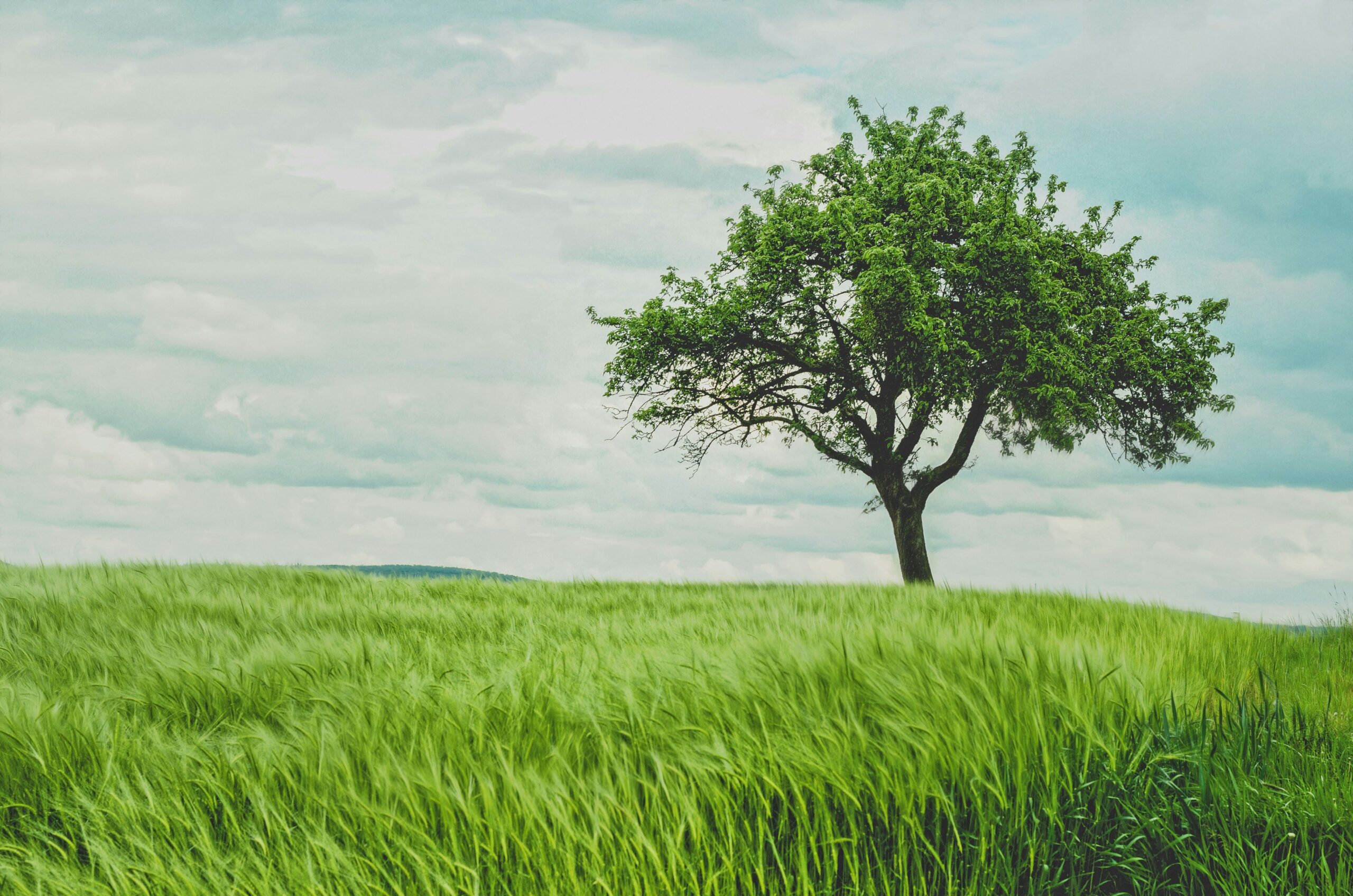 Baum in der Landschaft Baummeditation mit Anleitung zum Download